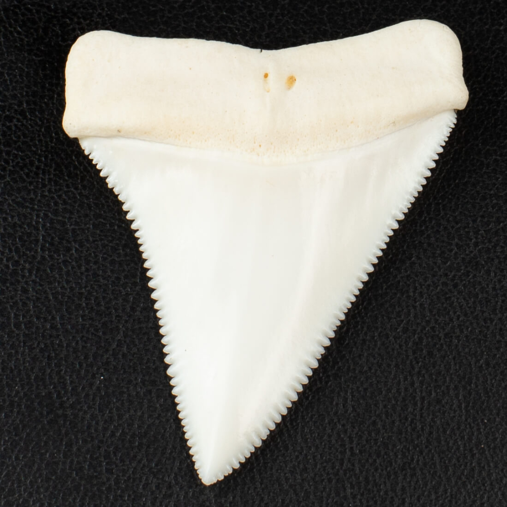 Carcharodon Carcharias: The Eternal Fascination of the Great White